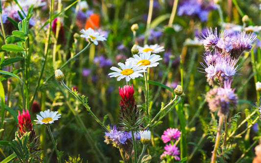 Bunte, essbare Blumen auf einem Feld. 