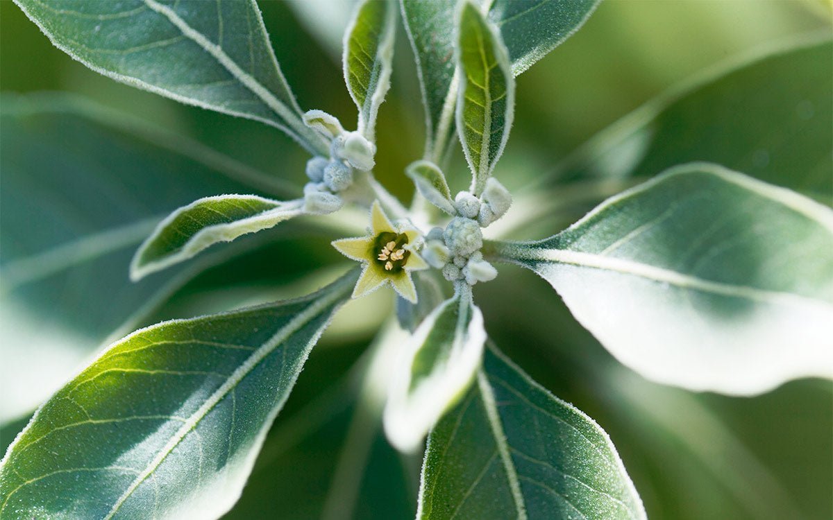 Ashwagandha Pflanze