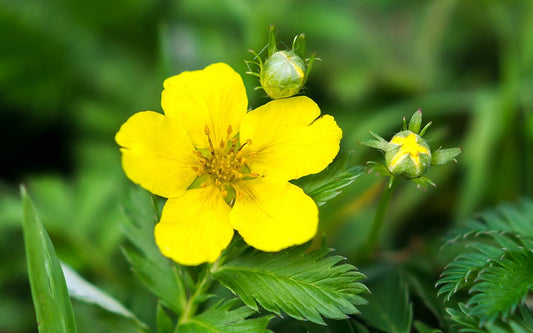 Gelbe Blüte des Gänsefingerkraut im Fokus