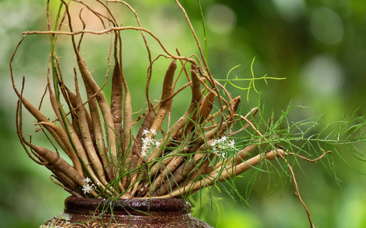Shatavari Wurzeln und Teile der Pflanze in einem Tongefäß