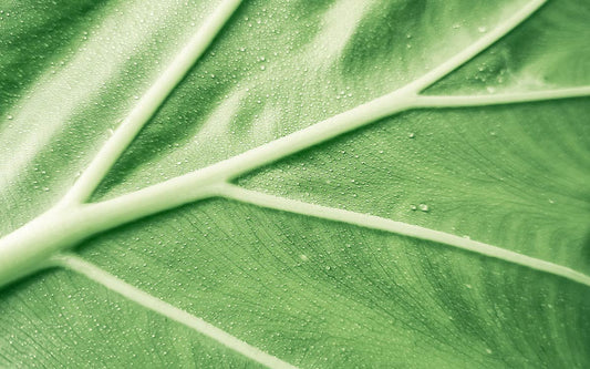 Grünes Blatt in Nahaufnahme.