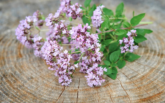 Wilder Oregano gepflückt auf einem Holzbrett