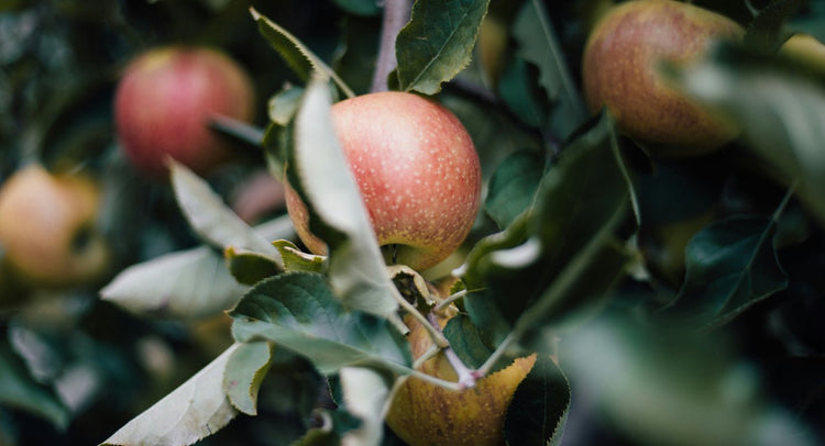 InnoNature Spar-Abo - jederzeit kündbar!