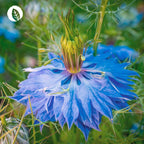 InnoNature Kapseln Bio Schwarzkümmelöl Kapseln