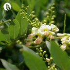 InnoNature Kapseln Quercetin 90 Kapseln