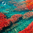 Astaxanthin Kapseln