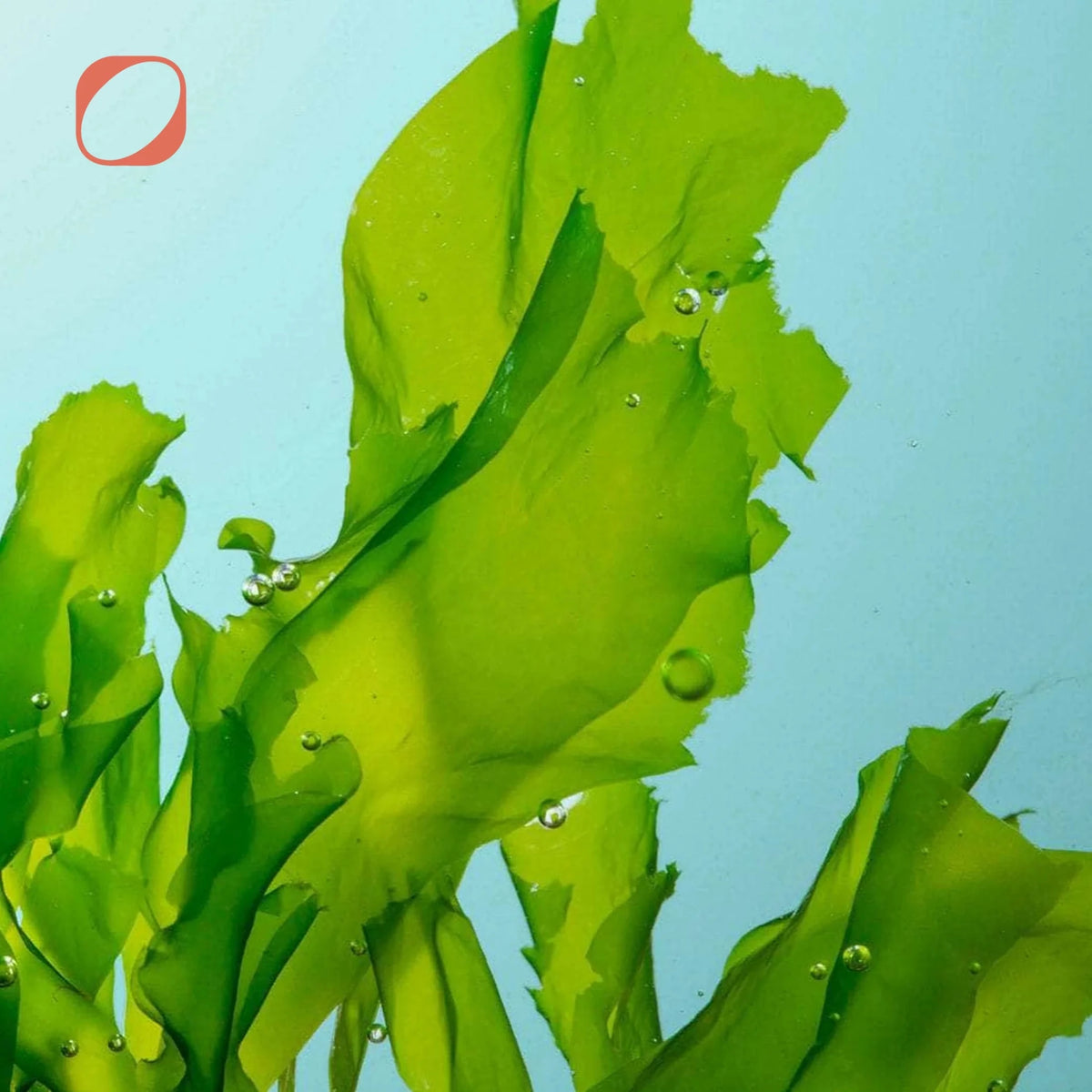 Omega 3 2:1 DHA/EPA 30 Kapseln