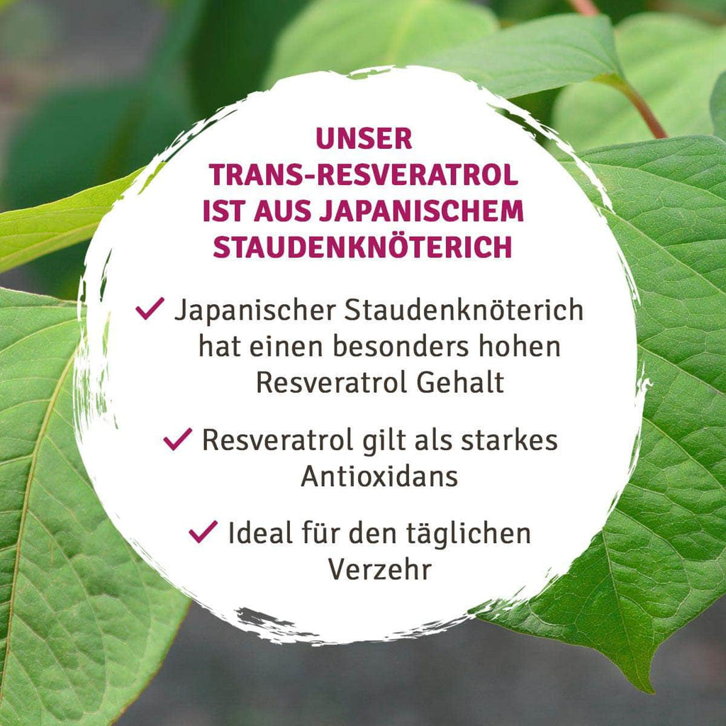 InnoNature Kapseln Trans-Resveratrol aus japanischem Staudenknöterich
